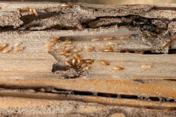 Professional Pest Control in Wheatley Heights, NY