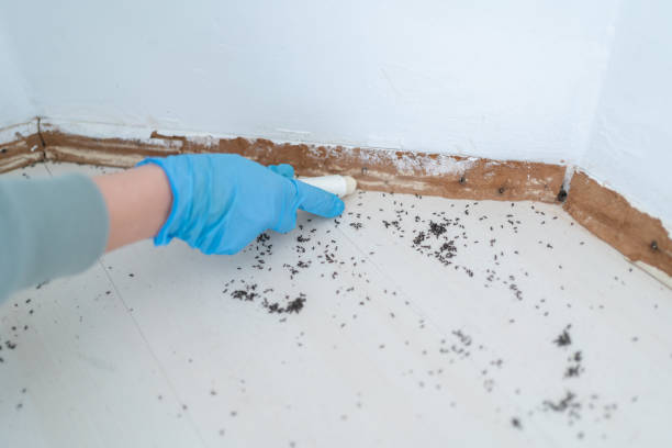 Best Termite Control Services  in Wheatley Heights, NY